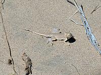 Mojave reserve (18).JPG